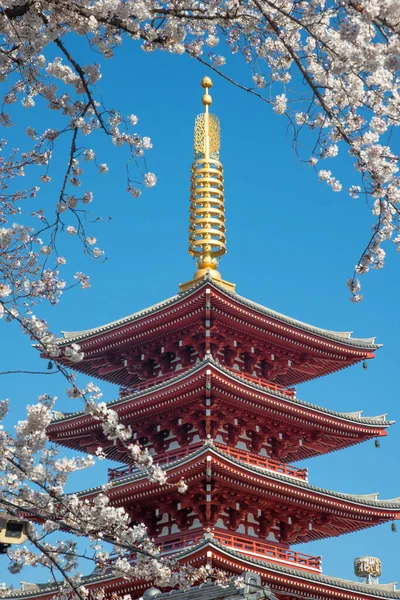 Червону Пагоду Храмі Сенсоджі Або Асакуса Квітучою Сакурою Токіо Японія Ліцензійні Стокові Зображення