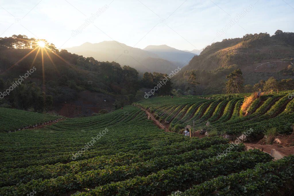 The scenery of the strawberry farm at sunrise time with a beautiful row of strawberries at Nolae village in Doi Ang Khang, Chiang Mai, Thailand.