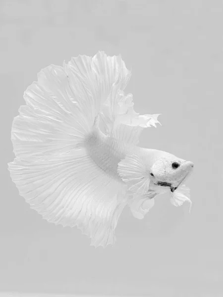 Λευκό Ψάρι Μισοφέγγαρο Ενυδρείο — Φωτογραφία Αρχείου