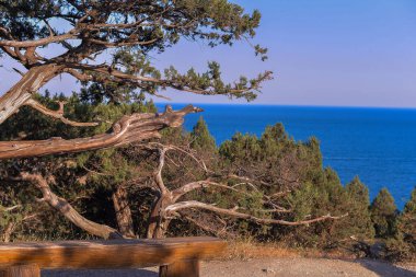 Deniz zemininde kozalaklı bitki artığı. Fotoğraf, Novy Svet kentindeki Karadeniz 'in arka planına yakın çekimleri gösteriyor..