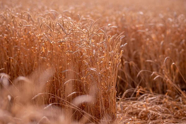 Photo Shows Rye Image Can See Grass Rye — Stock Photo, Image