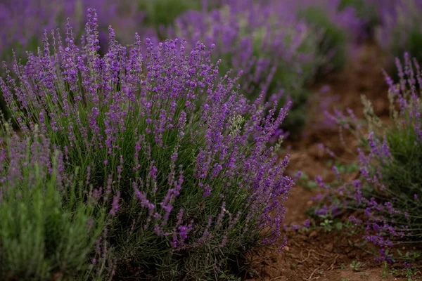 Graziosi Cespugli Lavanda Foto Mostra Cespugli Lavanda Qualche Parte Nella — Foto Stock