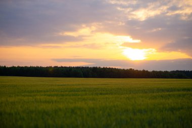 Yüz tarlasında gün batımı. Fotoğraf yeşil çavdarı Sverdlovsk bölgesinde bir yerde gün batımının arka planında gösteriyor..