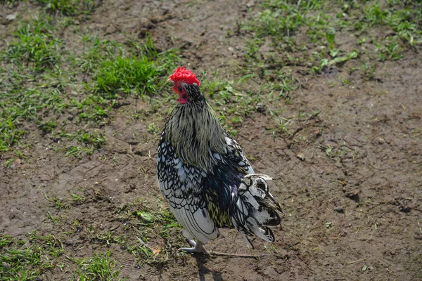Country Rooster Photo Depicts Walk Village Rooster — Stock Photo, Image