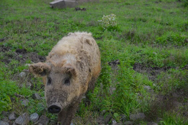 Cochon Bouclé Photo Montre Cochon Bouclé Race Hongroise Mangalitsa Duveteuse — Photo