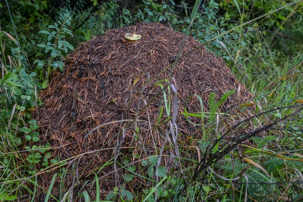 Waldameisenhaufen Das Foto Zeigt Einen Großen Uralwald Ameisenhaufen — Stockfoto