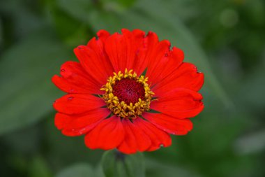 Bahçe gerberası. Fotoğrafta parlak kırmızı bir bahçe var Gerbera..
