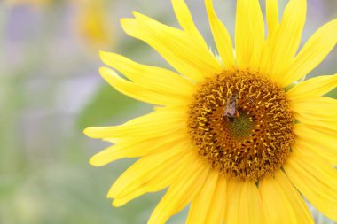 Kapatın ayçiçeklerini ve uçan arıları