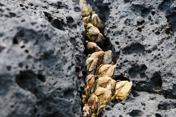 Jeju Island Barnacle Seashore Korea — Stock Photo, Image