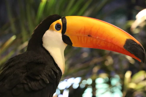 Toucan Ramphastos Toco Sitting Tree Branch Tropical Forest Jungle — Stock Photo, Image