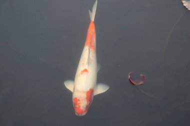 Renkli beyaz turuncu benekli sazan.