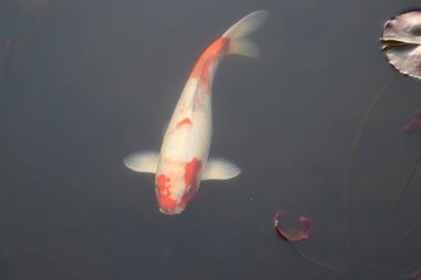 Renkli beyaz turuncu benekli sazan.