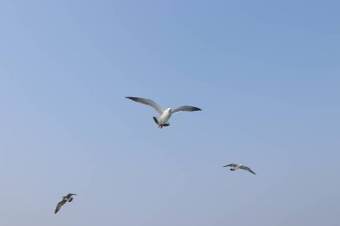 Martı uçuyor, yaz gökyüzü