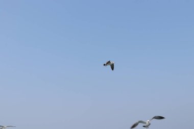 Martı uçuyor, yaz gökyüzü