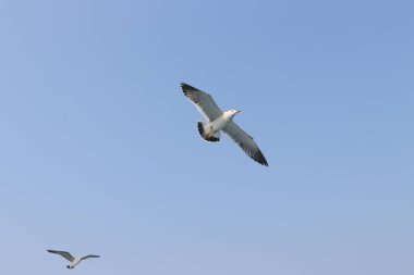 Martı uçuyor, yaz gökyüzü
