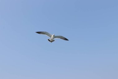 Martı uçuyor, yaz gökyüzü