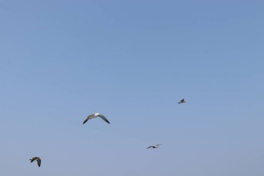 Martı uçuyor, yaz gökyüzü