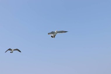 Martı uçuyor, yaz gökyüzü