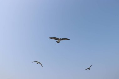 Martı uçuyor, yaz gökyüzü