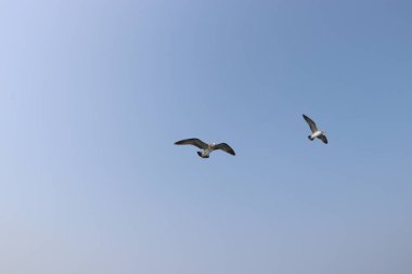 Martı uçuyor, yaz gökyüzü