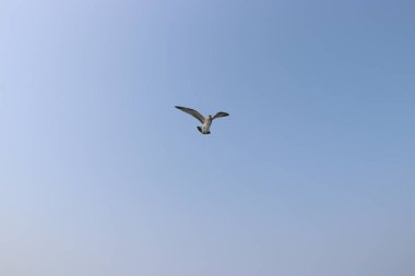 Martı uçuyor, yaz gökyüzü