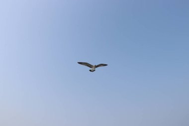 Martı uçuyor, yaz gökyüzü