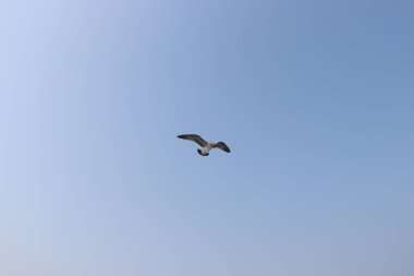 Martı uçuyor, yaz gökyüzü