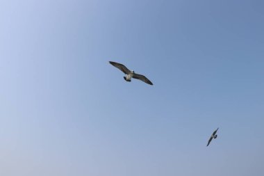 Martı uçuyor, yaz gökyüzü