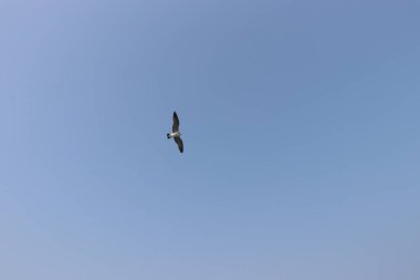 Martı uçuyor, yaz gökyüzü