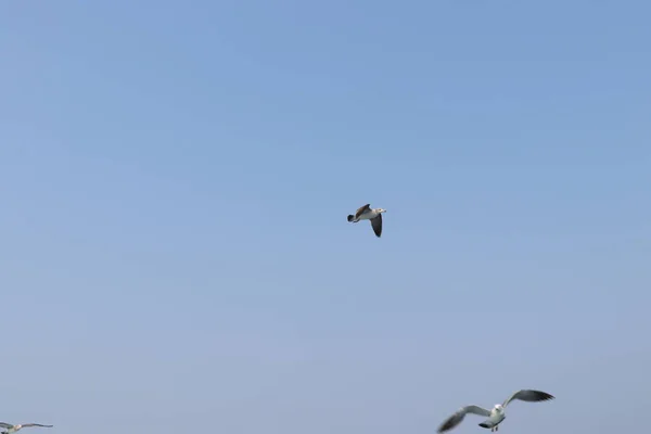 Чайка Польоті Літнє Небо — стокове фото