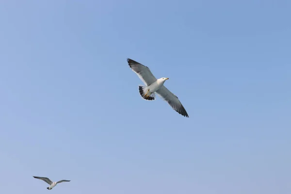 Gaviota Vuelo Cielo Verano — Foto de Stock