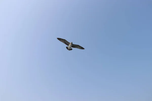 Gaviota Vuelo Cielo Verano — Foto de Stock