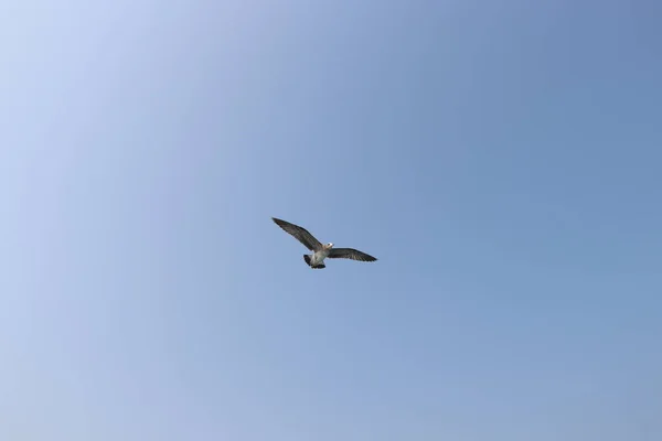 Möwe Flug Sommerhimmel — Stockfoto