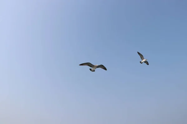 Fiskmås Flykt Sommarhimmel — Stockfoto