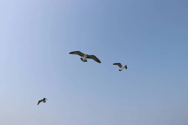 Чайка Полете Летнее Небо — стоковое фото