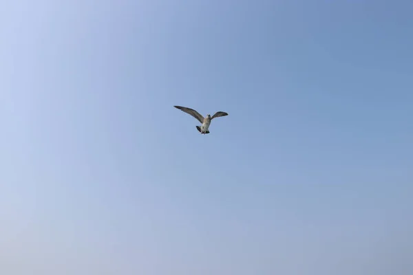 夏の空を飛ぶカモメ — ストック写真