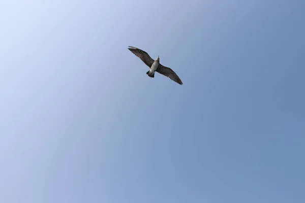 Fiskmås Flykt Sommarhimmel — Stockfoto