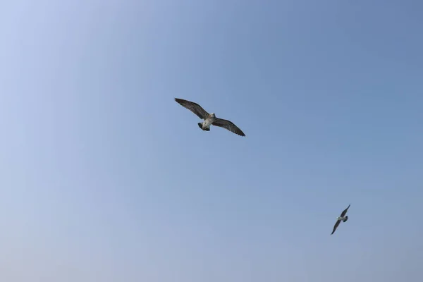 Möwe Flug Sommerhimmel — Stockfoto