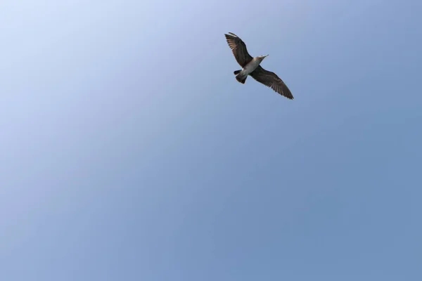 Gaviota Vuelo Cielo Verano — Foto de Stock