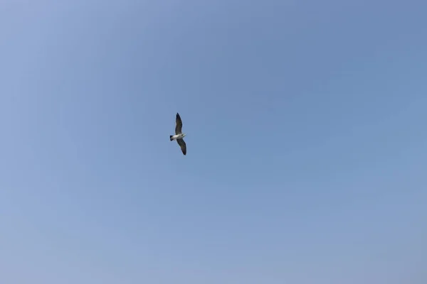 Möwe Flug Sommerhimmel — Stockfoto