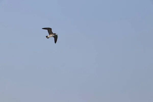 Seagull Flight Summer Sky — Stock Photo, Image