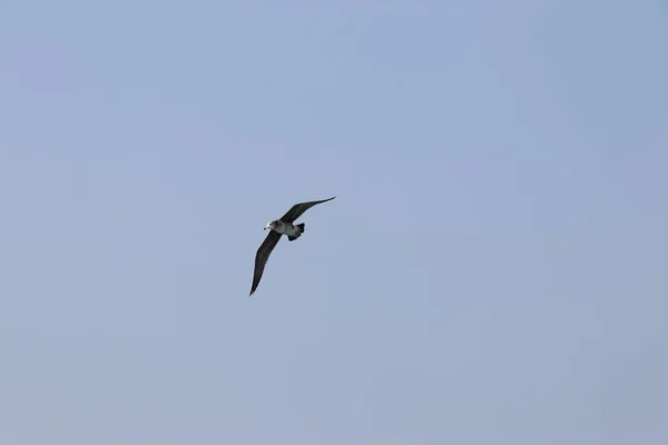 Seagull Flight Summer Sky — Stock Photo, Image