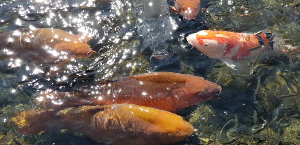 Ένα Κοπάδι Κυπρίνων Μια Λίμνη Στο Suizenji Park Ιαπωνία — Φωτογραφία Αρχείου