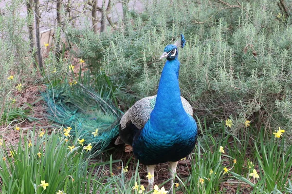 Pavão Azul Olhando Ainda Campo — Fotografia de Stock