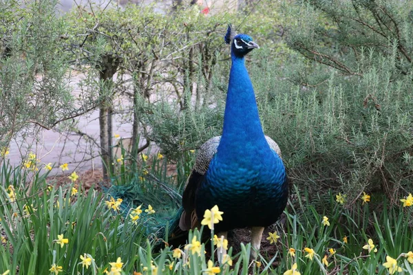 Pavão Azul Olhando Ainda Campo — Fotografia de Stock