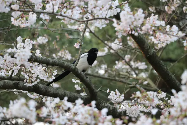 Una Gazza Seduta Ramo Albero Fiori Ciliegio — Foto Stock