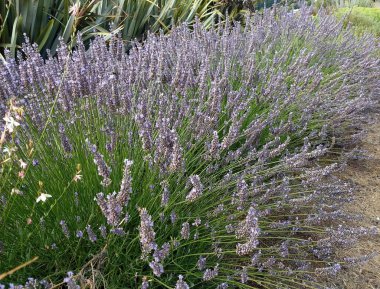 Narin mor çiçekler dizilmiş.