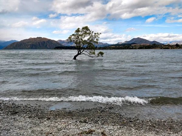 Дерево Озері Нова Зеландія — стокове фото