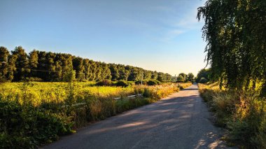Yol, neşeyle uzaklığa doğru koşuyor. Güneş yansıtıcı bir şekilde ağaçları aydınlatır. Muhteşem bir yaz akşamının güzelliği!