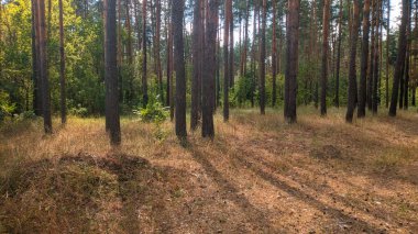 Çam ormanında bir yaz öğleden sonra. Güneş kavruluyor. Güneşten gelen gölgeler.